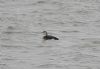 Black-throated Diver at Southend Pier (Steve Arlow) (90490 bytes)